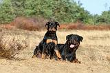 ROTTWEILER 010